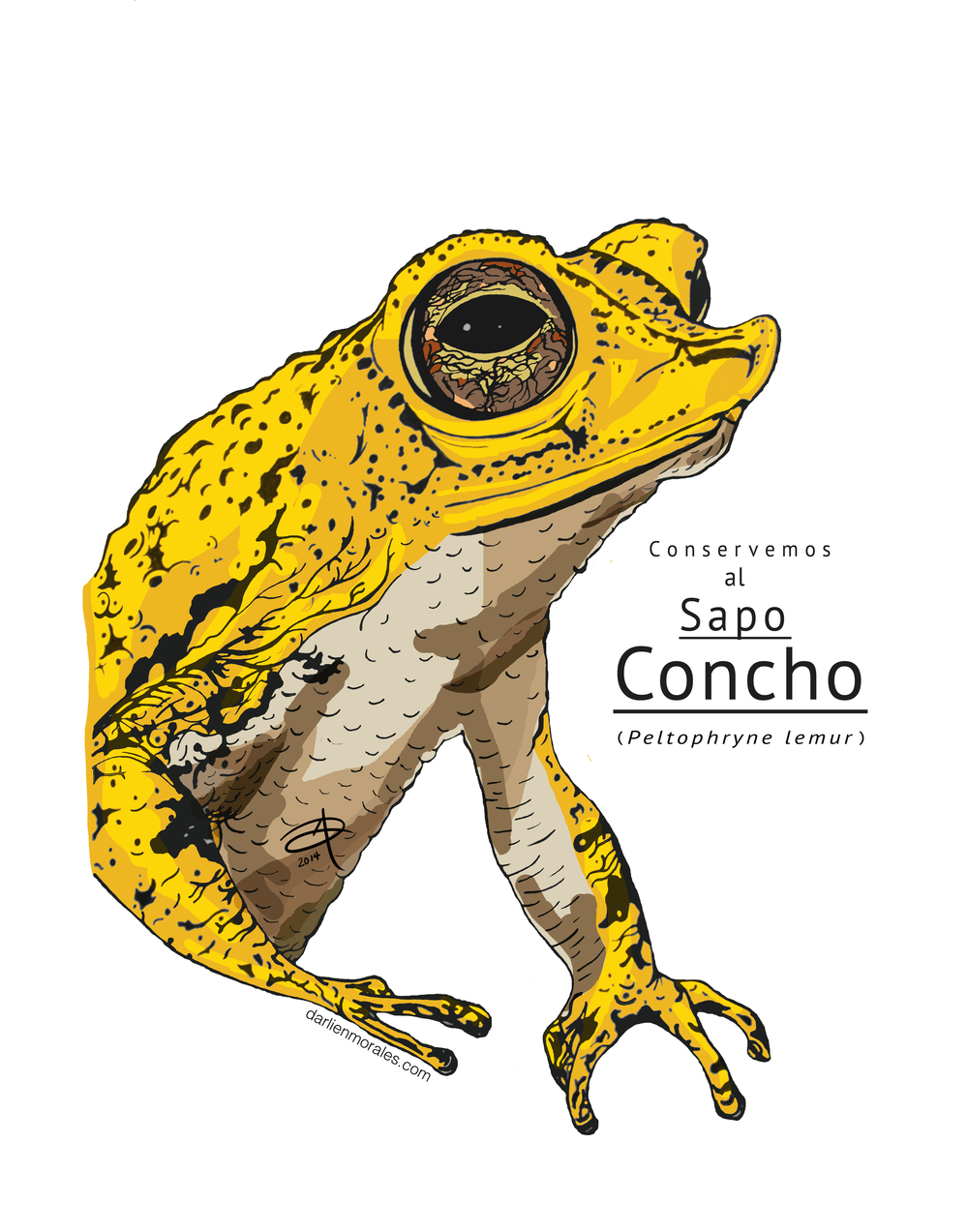 Sapo Concho Art from Puerto Rico — Darlien Morales